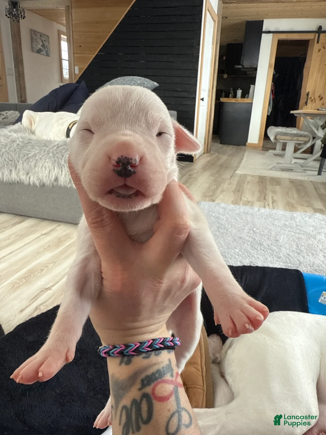 Dogo Argentino dogs for sale: Female with black spot  - Ad 3