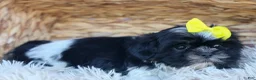 Shih Tzu dogs for sale: SASHA - Ad 8