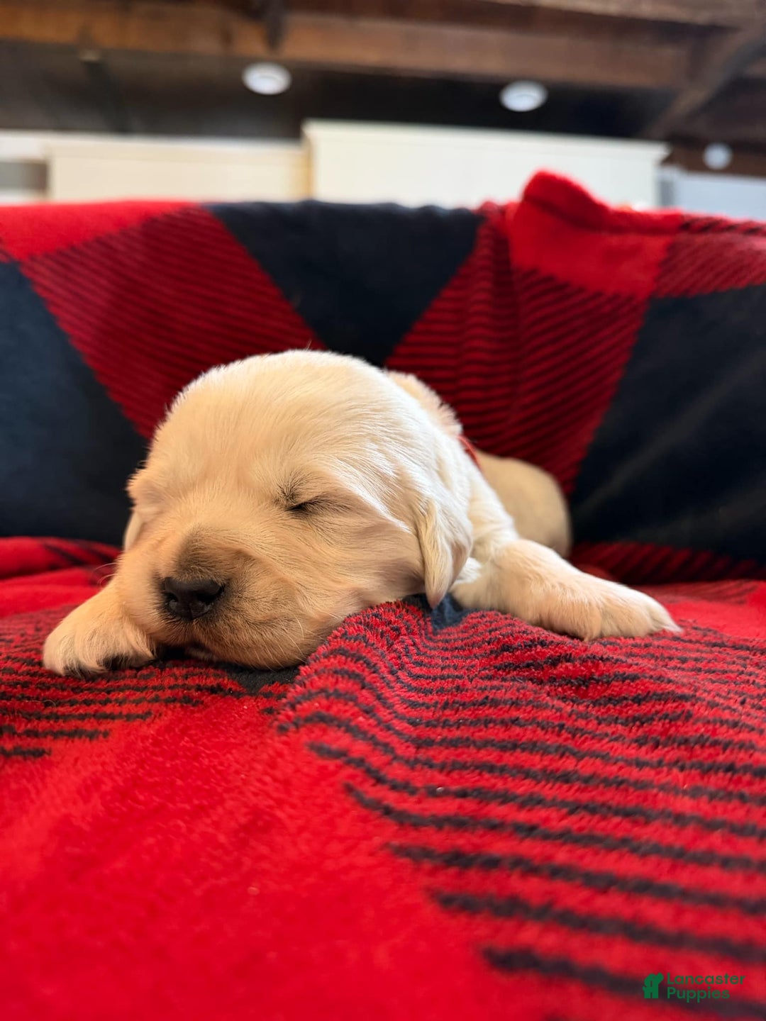 Golden Retriever dogs for sale: Staci - Ad 4