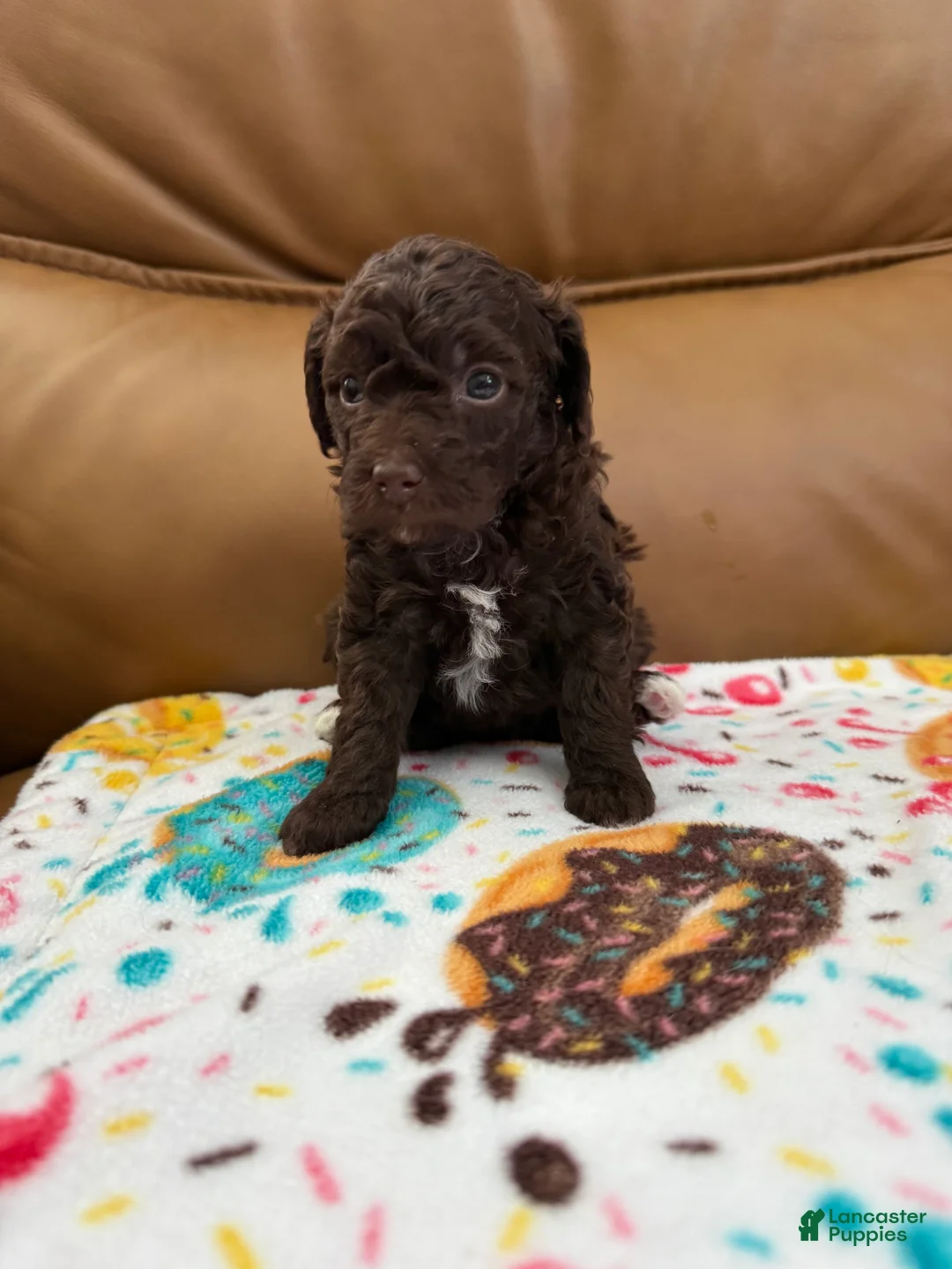 Miniature Poodle dogs for sale: KENZIE - Ad 2