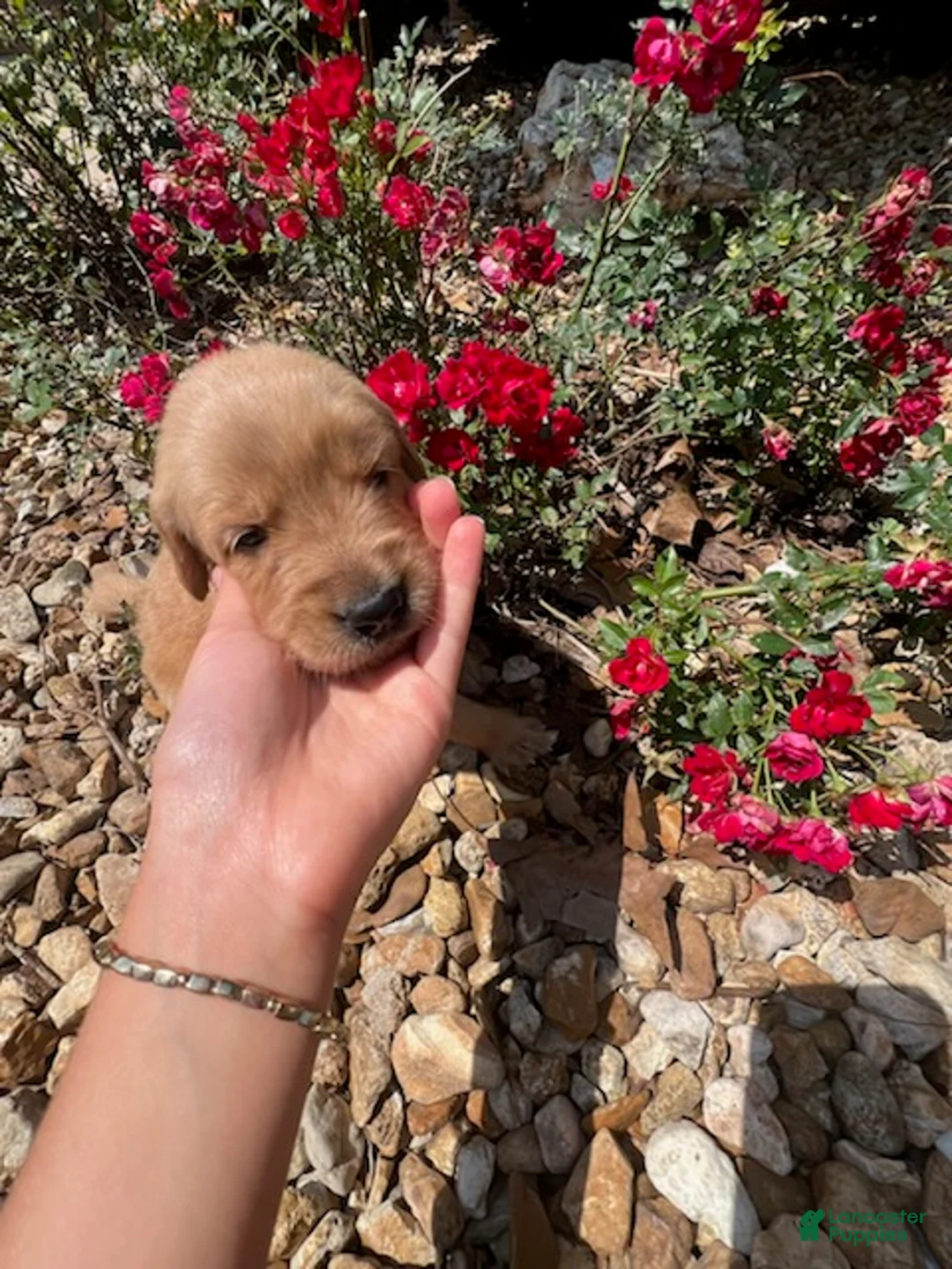 Golden Retriever dogs for sale: Ember - Ad 2