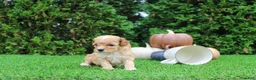 Toy Poodle dogs for sale: AKC Echo(tiny) - Ad 8