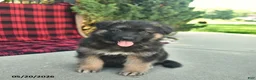 Mixed Breed dogs for sale: Ralph  - Ad 5
