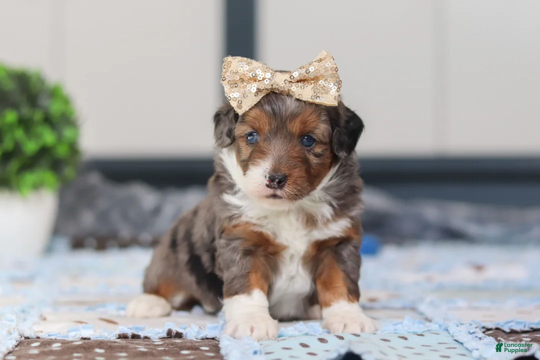 Mini Bernedoodle dogs for sale: Paige - Ad 6