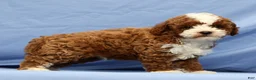 Cavapoo dogs for sale: Easton - Ad 6