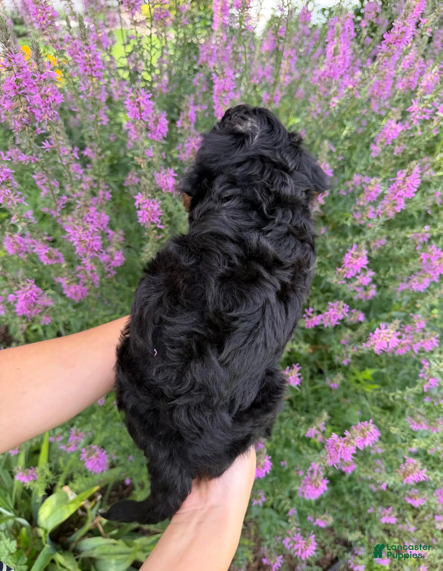 Mini Aussiedoodle dogs Jelly Bean - Ad 1