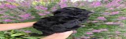Mini Aussiedoodle dogs for sale: Jelly Bean - Ad 1