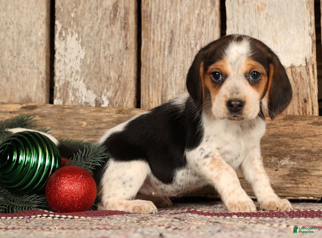 Beagle dogs for sale: Jolly - Ad 2