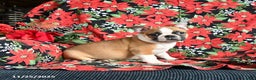 Boston Terrier dogs for sale: Cinnamon - Ad 2