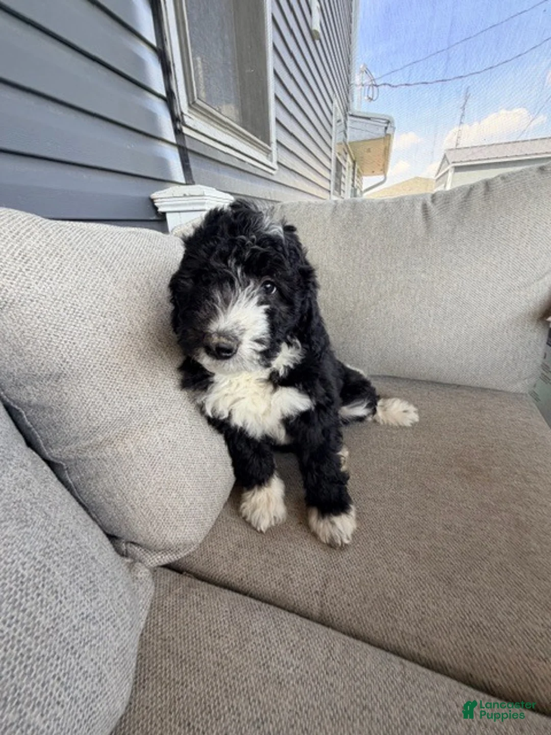 Mixed Breed dogs for sale: Whitney - Ad 1
