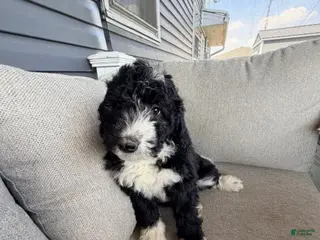 Mixed Breed dogs Whitney - Ad 16