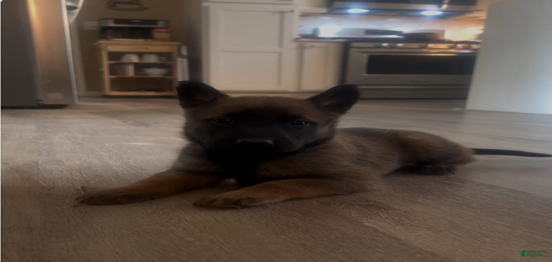 Gallery Image {{count}}