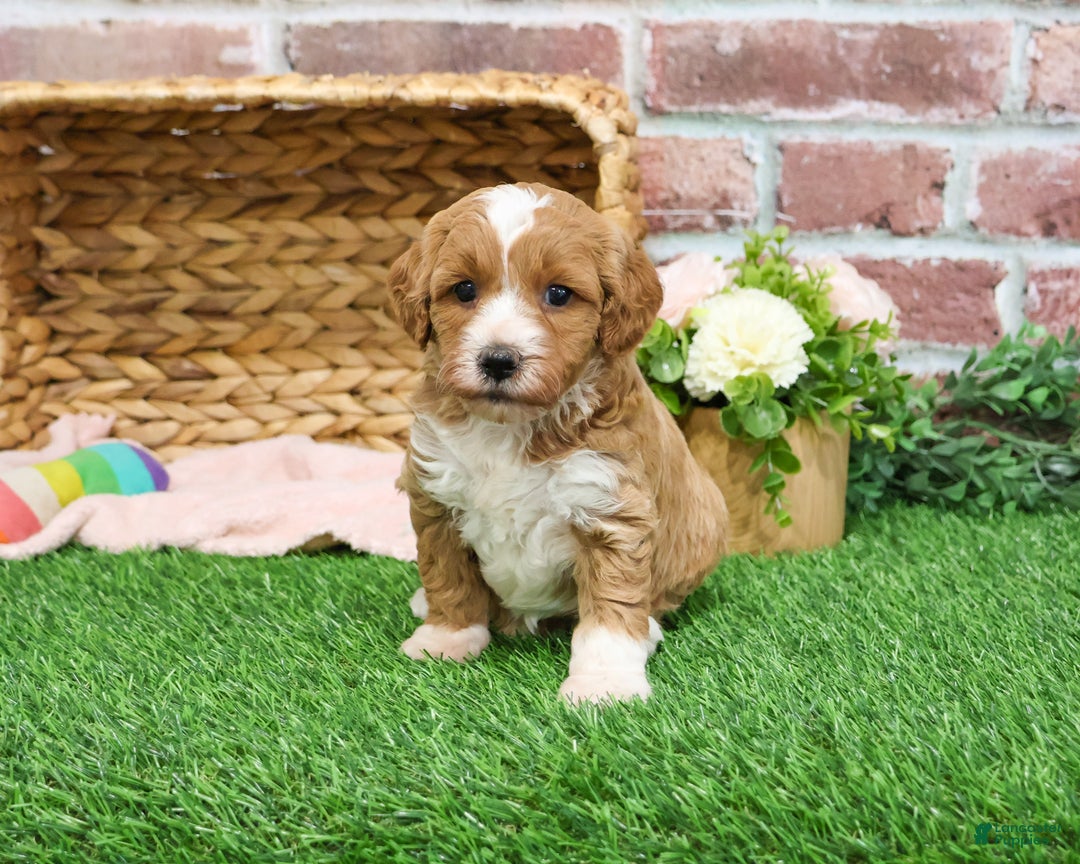 Mini Goldendoodle dogs for sale: Gemelli  - Ad 2