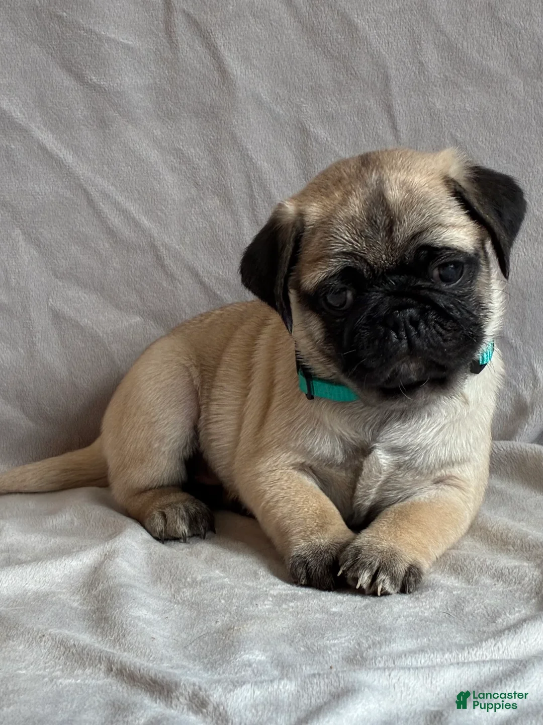 Pug dogs for sale: Toby - Ad 4