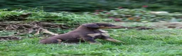 Doberman Pinscher dogs for sale: REACHEL - Ad 8