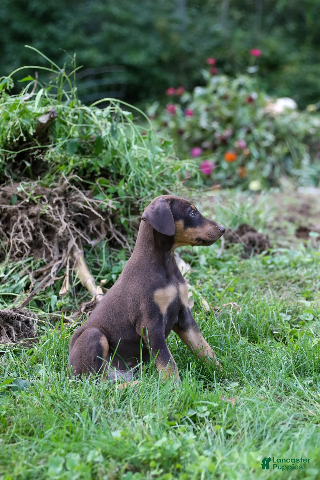 Doberman Pinscher dogs for sale: REACHEL - Ad 8