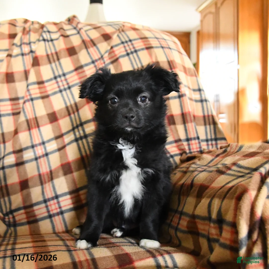 Miniature Australian Shepherd dogs for sale: Cocoa - Ad 3