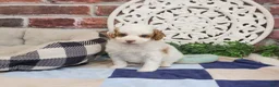 Cavapoo dogs for sale: Biscuit - Ad 5