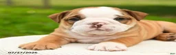 English Bulldog dogs for sale: Hank - Ad 5
