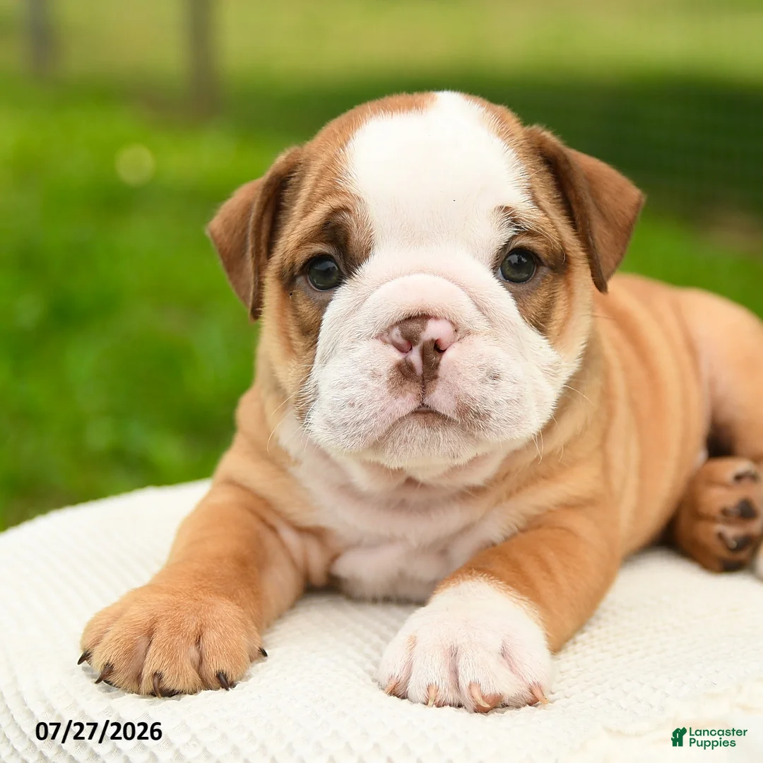 English Bulldog dogs for sale: Hank - Ad 5