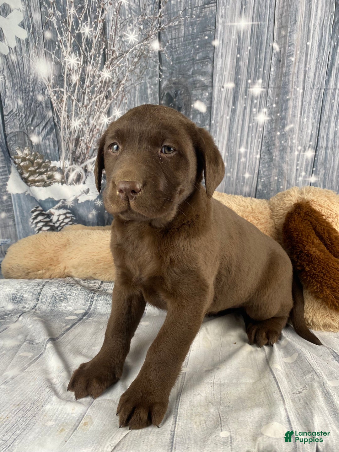Labrador Retriever dogs for sale: Alice - Ad 4