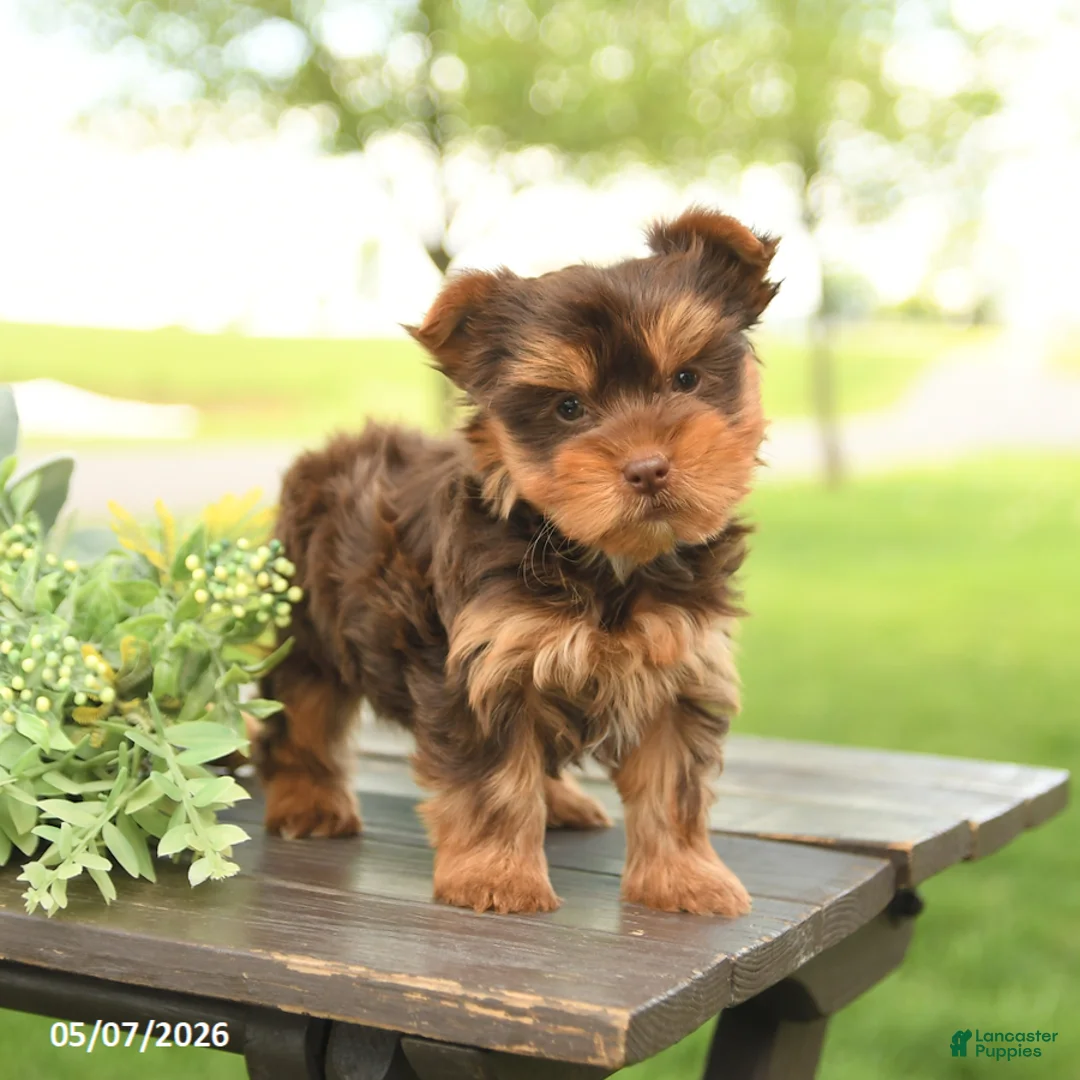 Yorkshire Terrier dogs for sale: Lily - Ad 1