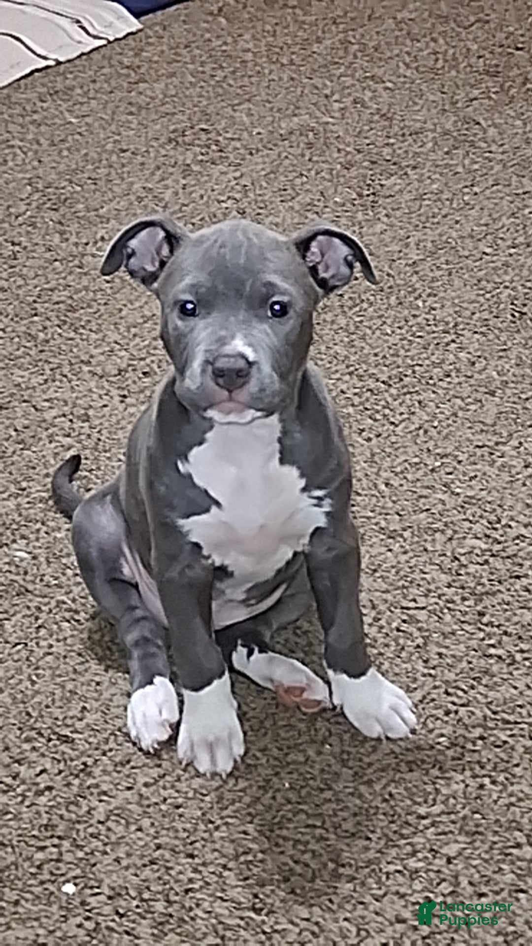 Mixed Breed dogs Minnie  - Ad 31