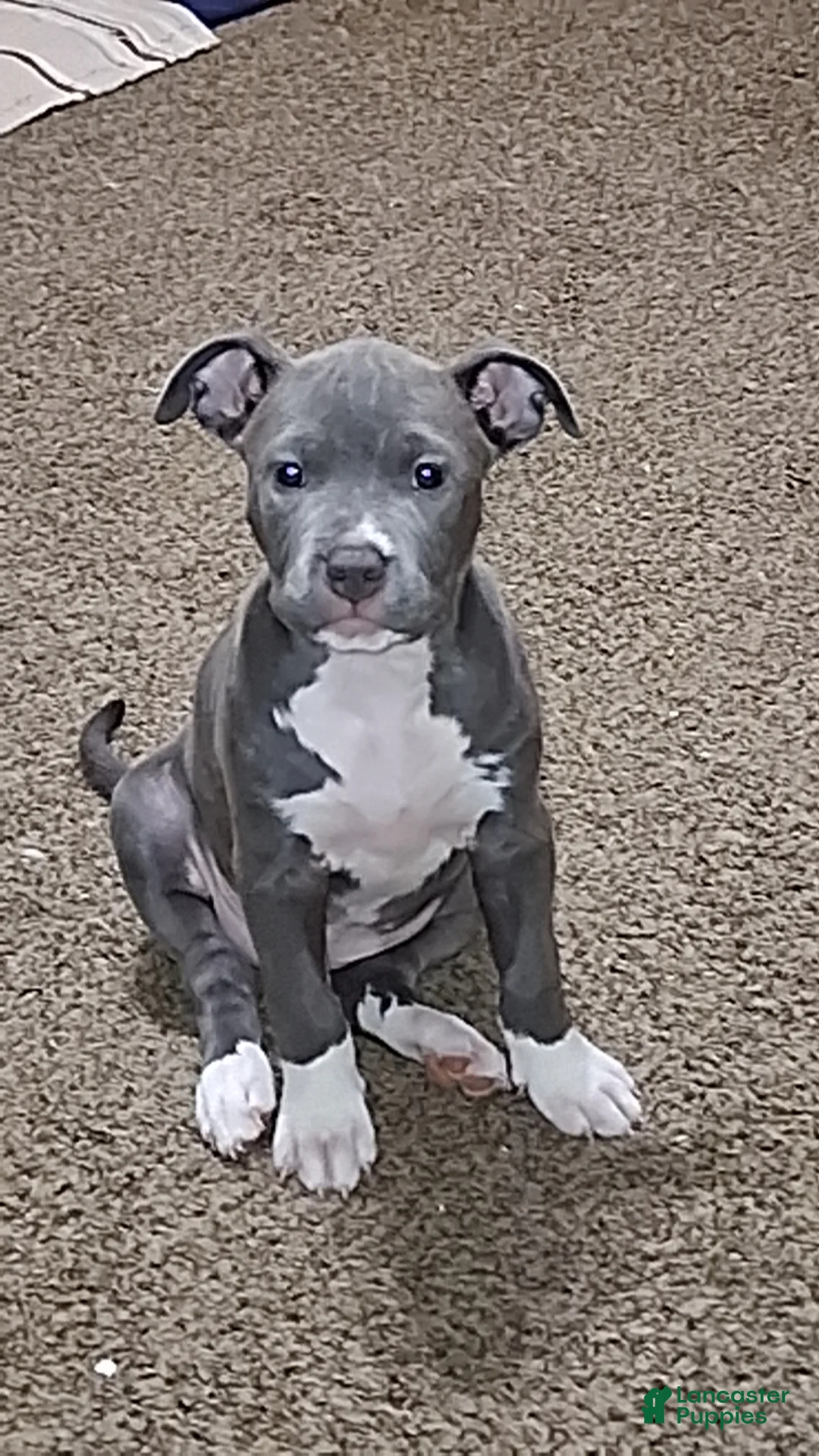 Mixed Breed dogs for sale: Minnie  - Ad 1