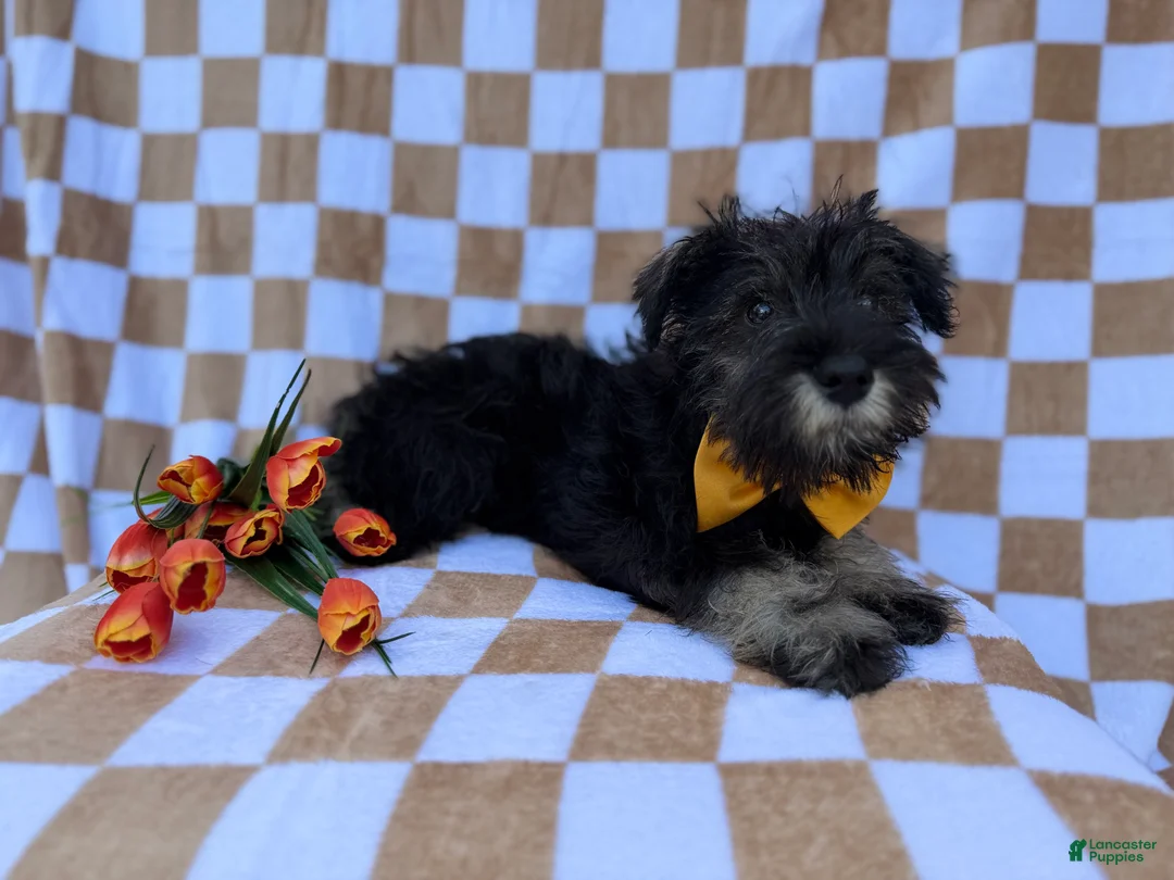 Miniature Schnauzer dogs for sale: Jasper - Ad 7