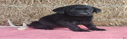 Labrador Retriever dogs for sale: Lexi - Ad 1
