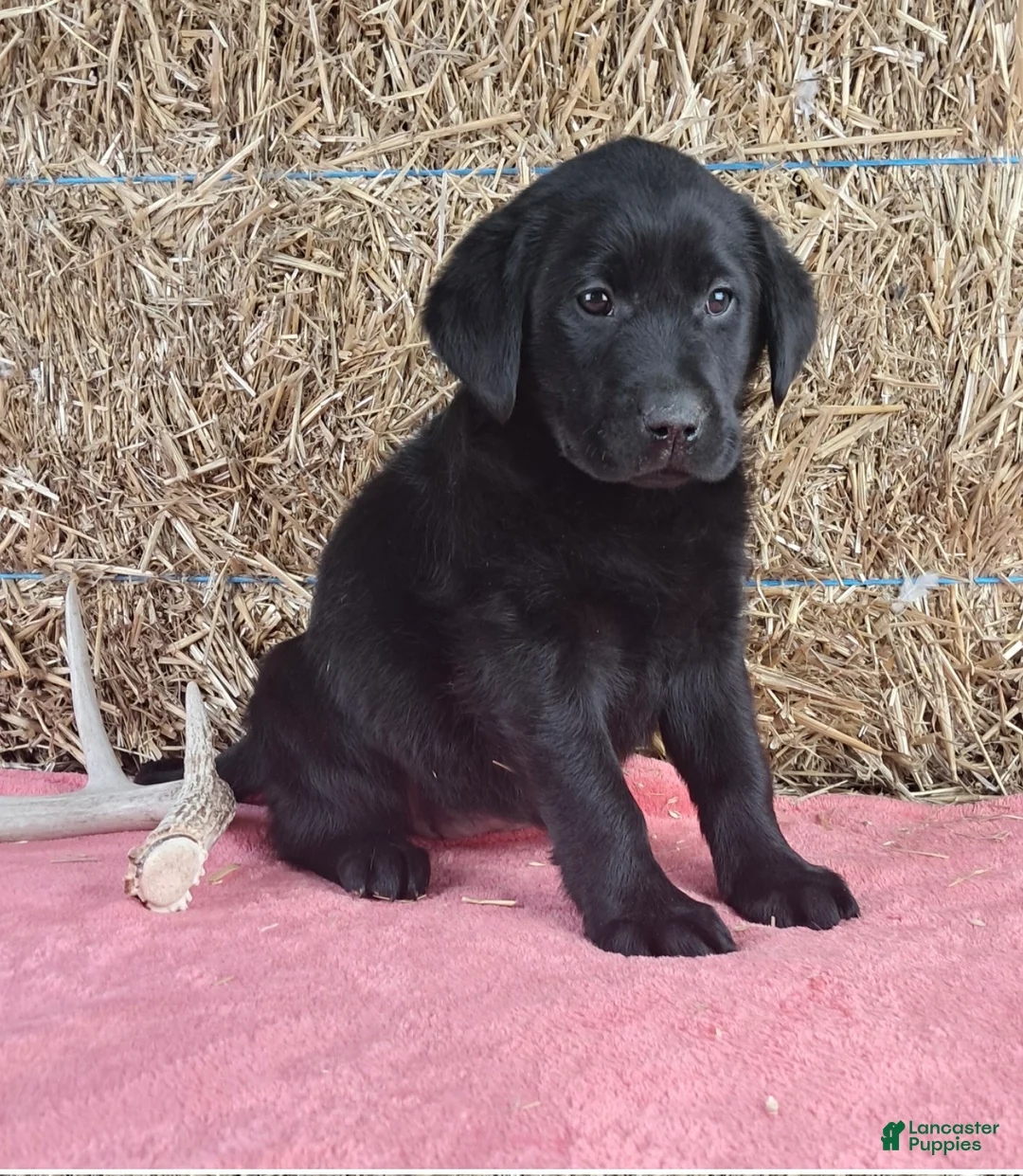 Labrador Retriever dogs for sale: Lexi - Ad 1