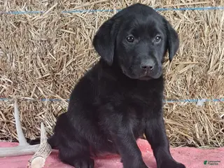 Labrador Retriever dogs for sale: Lexi - Ad 2