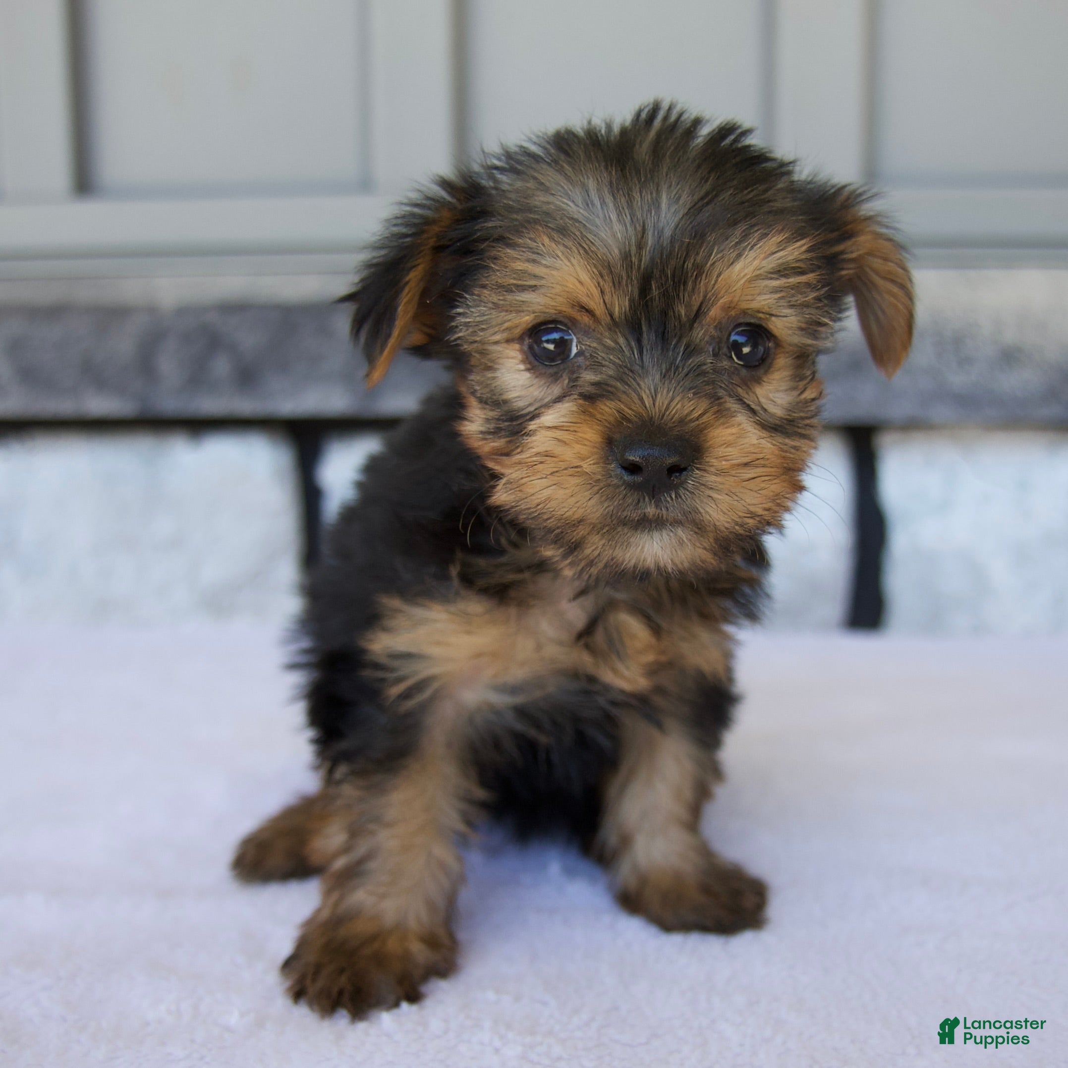 Yorkshire Terrier dogs Penny - Ad 1