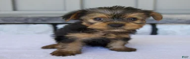 Penny