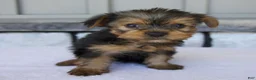 Yorkshire Terrier dogs for sale: Penny - Ad 1