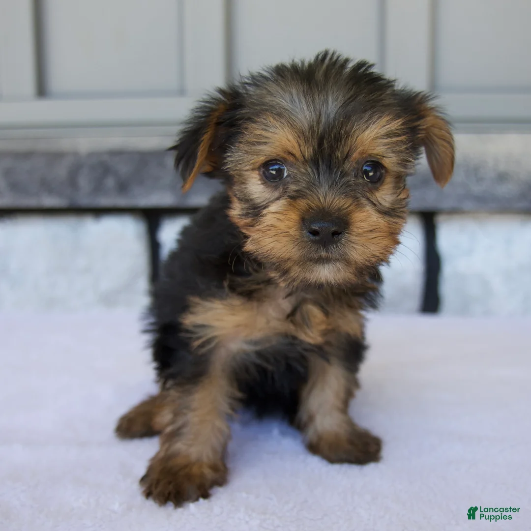 Yorkshire Terrier dogs for sale: Penny - Ad 1