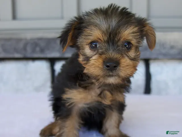 Yorkshire Terrier dogs for sale: Penny - Ad 1