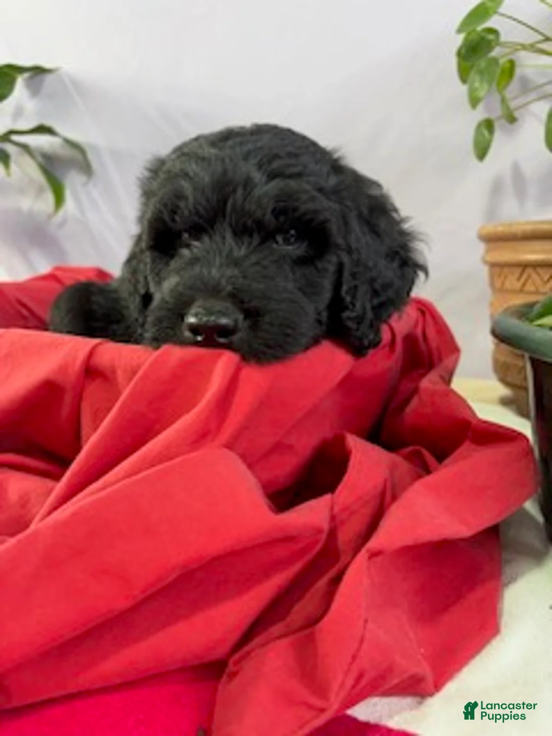Goldendoodle dogs for sale: Bullet - ready for delivery - Ad 2