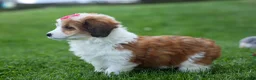 Corgipoo dogs for sale: NALA - Ad 2