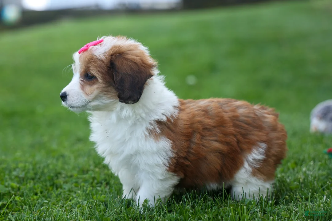 Corgipoo dogs for sale: NALA - Ad 2