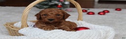 Cavapoochon dogs for sale: Milo - Ad 8