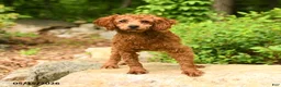 Toy Poodle dogs for sale: Waylon - Ad 3