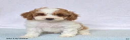 Cavapoo dogs for sale: Cupcake - Ad 4