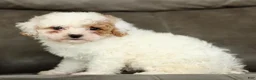 Cavapoo dogs for sale: Snowball  - Ad 3