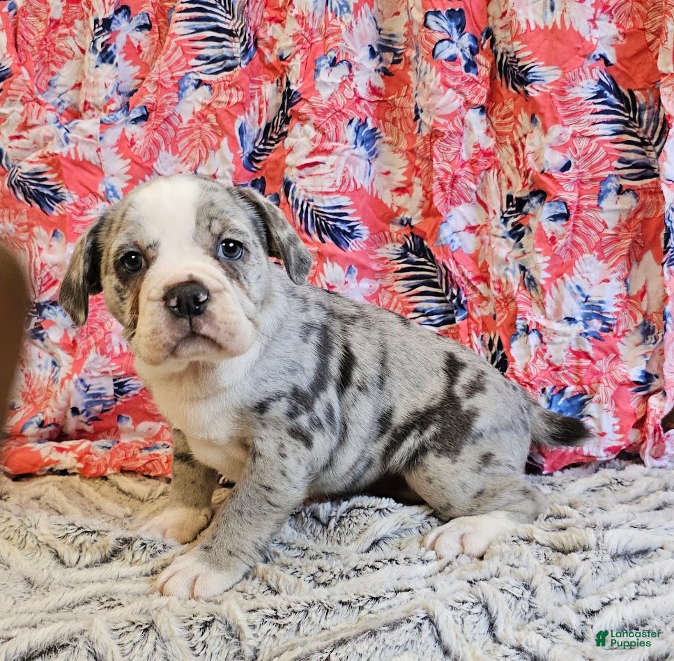 Mixed Breed dogs  Marble Miss - Ad 32