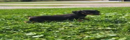 Miniature Pinscher dogs for sale: Male  - Ad 3