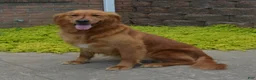 Golden Retriever dogs for sale: David - Ad 4