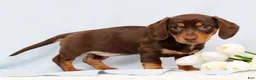 Miniature Dachshund dogs for sale: Fern - Ad 4