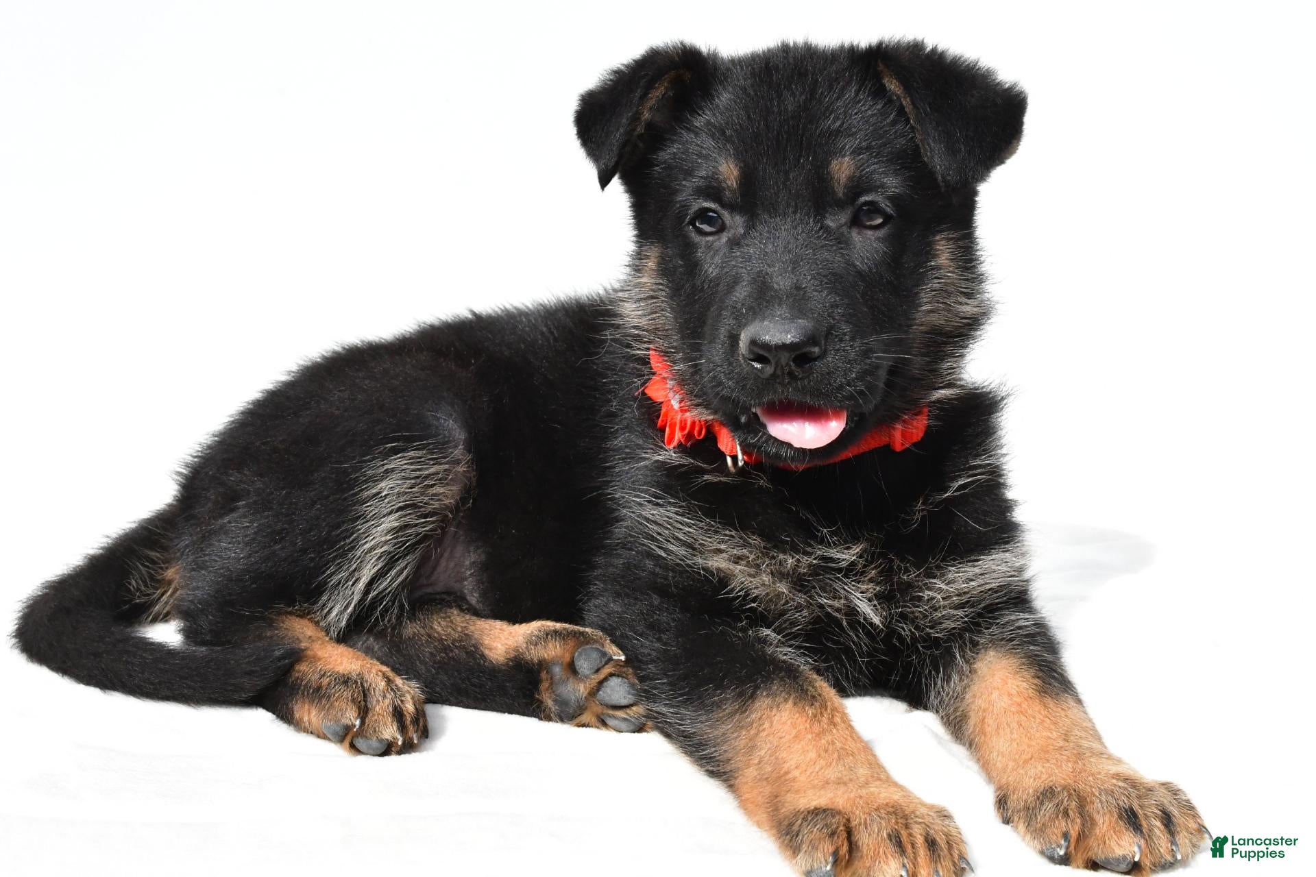 German Shepherd dogs Lucy - Ad 2