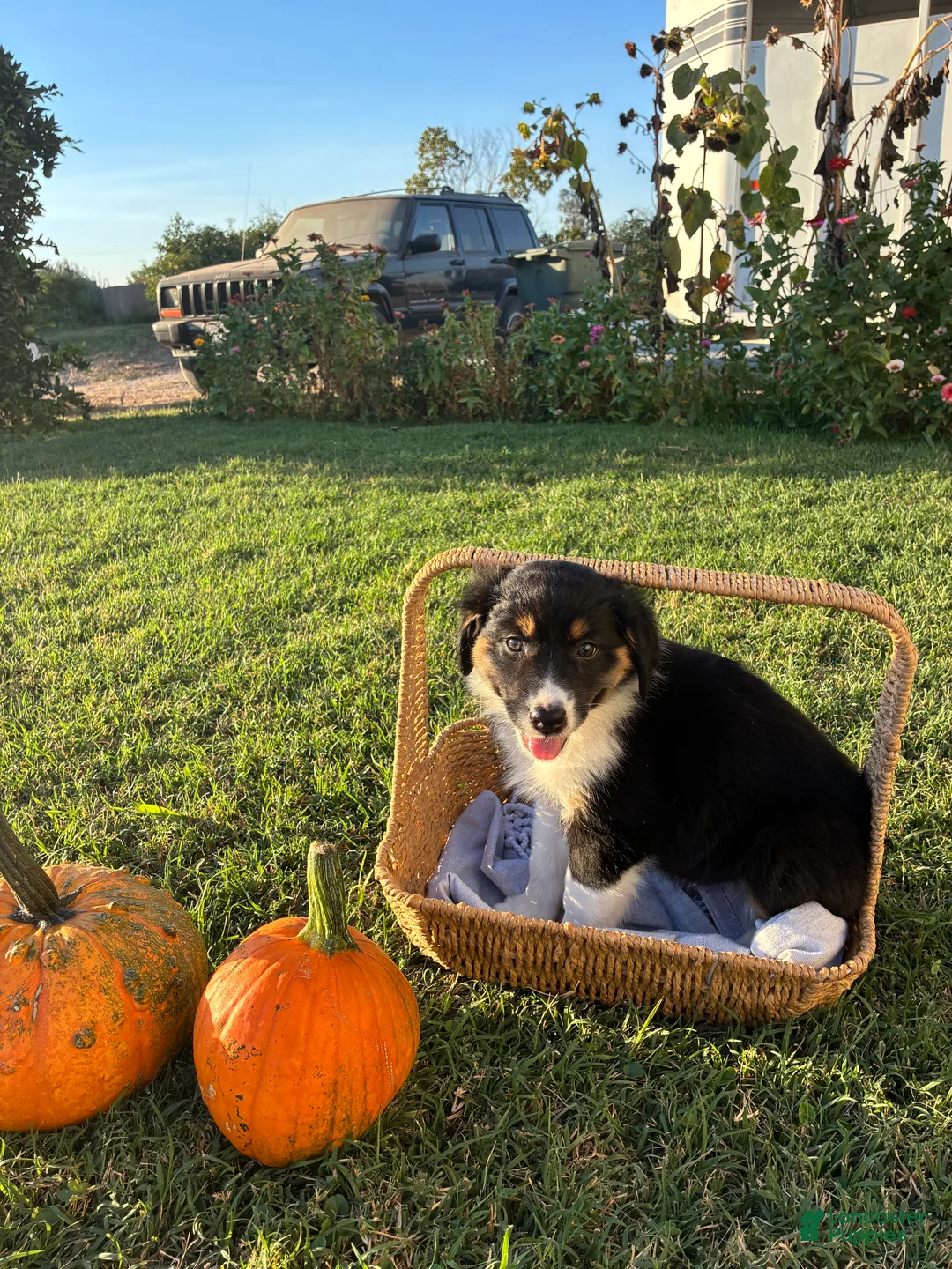 Australian Shepherd dogs for sale: Australian Shepherd 4 - Ad 1
